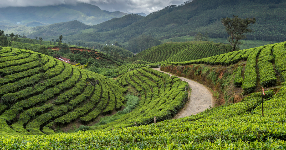 tea plantation